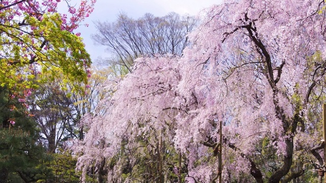 二条城～京都御所の桜コース