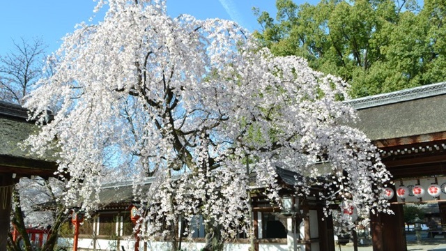 洛中の桜名所