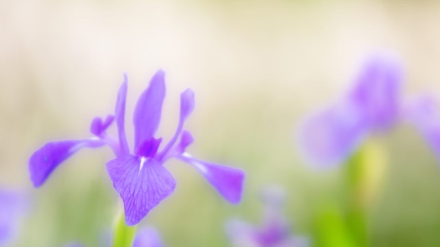 季節の生け花