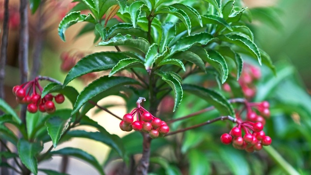 １２月（師走）の茶花